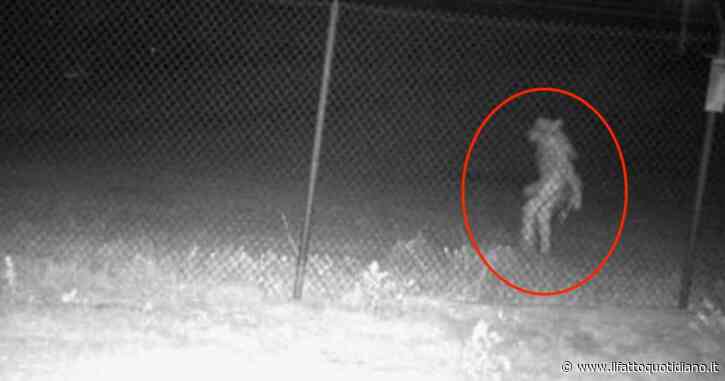 Animale misterioso immortalato dalle telecamere dello zoo di Amarillo: “Strana immagine non sappiamo cosa sia”. Il web si scatena