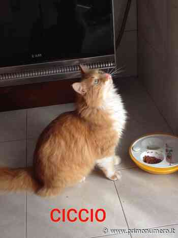 Scomparso a Termoli gatto rosso col pelo lungo - Primonumero