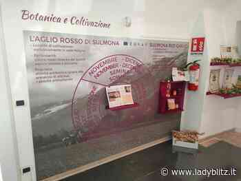A Sulmona un museo per celebrare l'aglio rosso - Lady Blitz