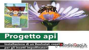 Beehotel, nel Cillarese una struttura per ospitare gli insetti - BrindisiOggi