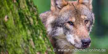 In Simmerath hat ein Wolf ein Kalb gerissen - Kölnische Rundschau