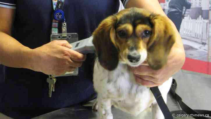 Adoption event at Calgary mall marks National Pet Appreciation Week