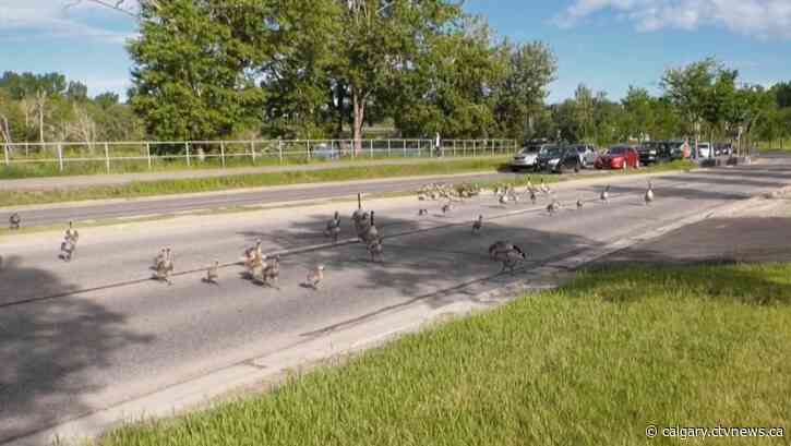 Gaggle gridlock: Geese crossing snares drivers on Memorial Drive