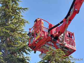 Parkiet in boom trekt lange snavel naar brandweer Krimpen - Regio Online Nederland