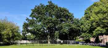 Er staat een dranghek om deze Amersfoortse monumentale boom en dit is waarom - indebuurt
