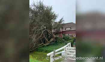 Lezersfoto: Statige boom omgevallen op Bronsteeweg - Heemsteedse Courant
