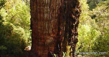 Dit is de oudste boom ter wereld - MSN