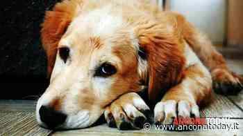 Pubblica l'annuncio del cane ma gli spillano mille euro: così è stato raggirato il venditore - AnconaToday