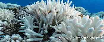 Il riscaldamento globale si è già mangiato un sesto delle barriere coralline - L'HuffPost