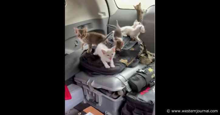Man Headed to Shooting Range Stops to Rescue a Kitten in the Road, Ends Up with 13