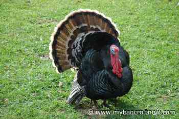 Deadline for wild turkey reports upcoming - mybancroftnow.com