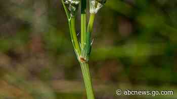 Rare wetland plant found in Arizona now listed as endangered