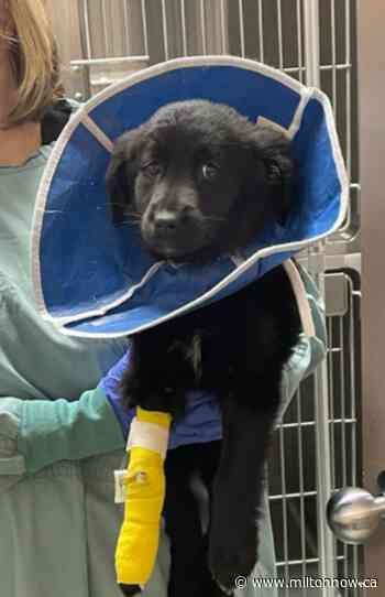 'Mission Pawsible' Milton animal shelter campaign on until Saturday - miltonnow.ca