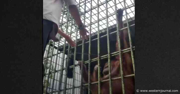 Watch: Man Gets Too Close to Orangutan, But It Instantly Teaches Him Nature's Not Very Sweet