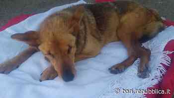 La cagnolina cieca Luna diventa star dei social ma a Bari nessuno la adotta: "È una dei tanti invisibili" - La Repubblica