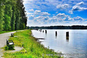 Maple Ridge and Pitt Meadows warn about high flows on Fraser – Maple Ridge News - Maple Ridge News