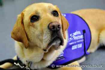 Canine Partners: Midhurst assistance dog charity welcomes volunteers - SussexWorld