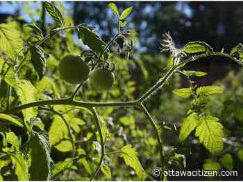 Meet the newsroom: Ask us your summer gardening questions - Ottawa Citizen