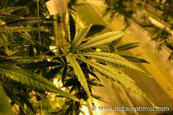 Is it okay for Delta to go to pot? - Delta Optimist