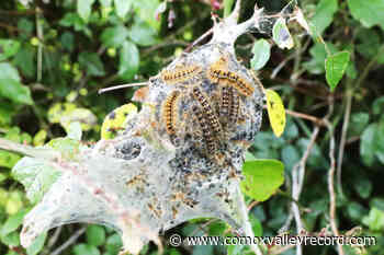 Tent caterpillar season returns: here's how Vancouver Island can battle back – Comox Valley Record - Comox Valley Record