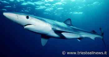 Trieste, esemplari di verdesca avvistati nel Golfo. Sono davvero... - Trieste News