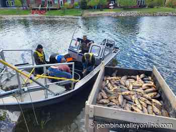 Carp clean-up at Pelican Lake second phase of study - PembinaValleyOnline.com