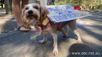 Glass House Mountains native logging proposal unites bikers, residents, environmentalists