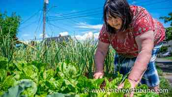 Tacoma resident gets notice there’s a noxious weed in her garden. She says it’s an herb - Tacoma News Tribune