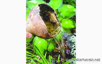 The Gestalt Gardener: Time to prepare the garden for the summer's onslaught - Kosciusko Star Herald