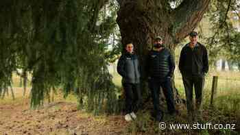 Trees win reprieve as fir feud exposes rift in Mackenzie District Council - Stuff