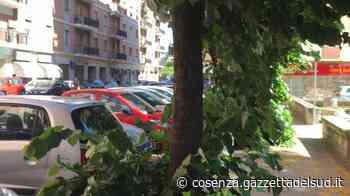 Cosenza, erba alta lungo i marciapiedi e alberi dalle cime rigogliose - Gazzetta del Sud - Edizione Cosenza