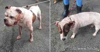 Animal Rescue Service opgeroepen om honden op te halen na steekpartij in Kessel-Lo - Het Laatste Nieuws