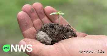 Kan je met hennep PFAS uit de grond halen? Man uit Temse test het uit op 6 sites rond 3M-fabriek in Zwijndrecht - VRT NWS