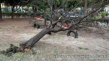 Crolla un albero nel parco di Crotone: ferita una donna - Gazzetta del Sud - Edizione Catanzaro, Crotone, Vibo