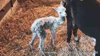 Augsburg: Geburt auf der Anlage: Augsburger Zoo begrüßt Alpaka-Baby | Augsburger Allgemeine - Augsburger Allgemeine