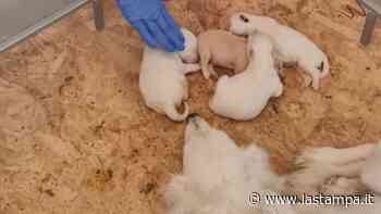 Benevento, cinque cuccioli di cane salvati dai carabinieri cercano una casa. Denunciato il proprietario - La Stampa