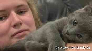 Series of plans gone wrong inspires 'Sgt. Pepper's Catio' in Sidney, BC - iHeartRadio.ca