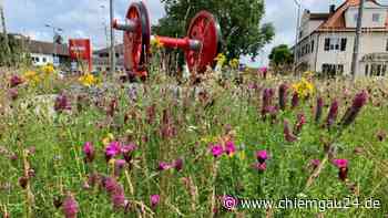 Freilassing: Blumenwiesen statt Rasen – ein Gewinn für Mensch und Natur - chiemgau24.de