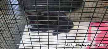 Injured kitten trapped in vehicle rescued in Fall River and finds forever home - Fall River Reporter