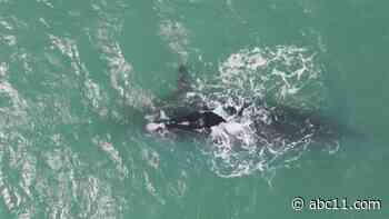 Saving Whales: Shipping industry may be affected by new restrictions - WTVD-TV