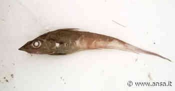 Ambiente: Ateneo Catania, microplastiche in profondità marine - Agenzia ANSA