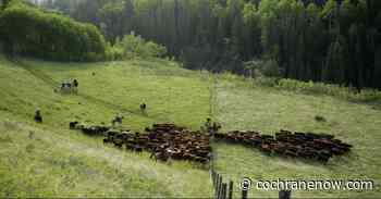 The Alberta Grazing Leaseholders Association is looking for input - CochraneNow.com