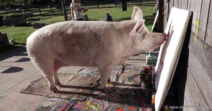 Südafrikanisches Schwein «Pigcasso» malt saustarke Kunst