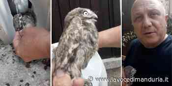 Il salvataggio della civetta bloccata nel bidet IL VIDEO - La Voce di Manduria