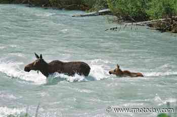 Mama moose protecting calves forces trail closure - Rocky Mountain Outlook - Bow Valley News
