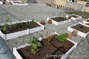 Langley school gets a new outdoor classroom – Aldergrove Star - Aldergrove Star