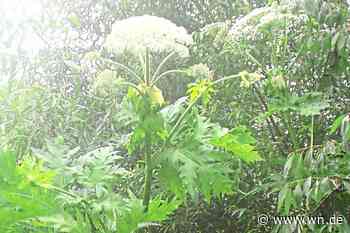 Grünflächenamt bittet um Mithilfe bei Bekämpfung von Riesen-Bärenklau