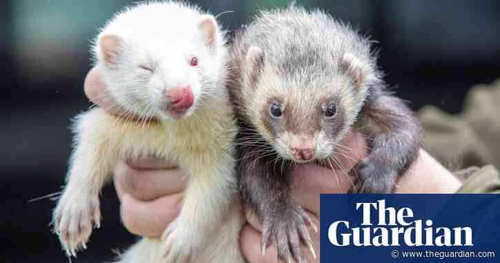 ‘Breeding faster than we can rescue’: responsible UK ferret owners wanted