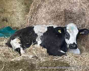 Several cows left injured and one dead following suspected dog attack