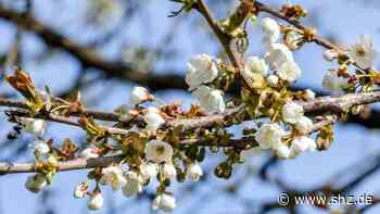 Ostern 2022 in Schenefeld: Stephanskirche lädt zum Pilgern für die ganze Familie ein - shz.de